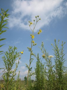 Silphium laciniatum; © Therese A Schoch 2017