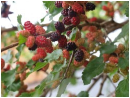 mulberries1